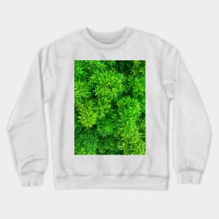 Foxtail fern (Sprenger's asparagus) green plant texture background Crewneck Sweatshirt